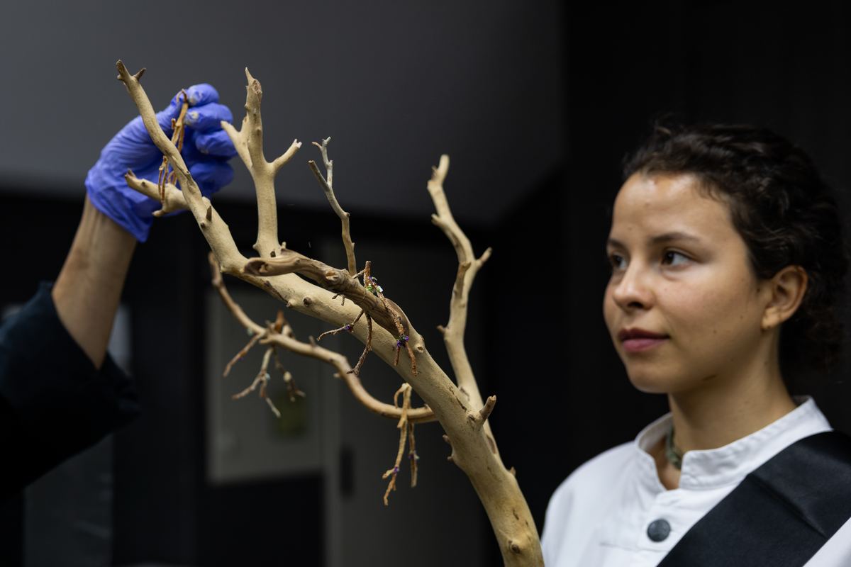 Preparación de las ramas del Bosque Encantado en cocina